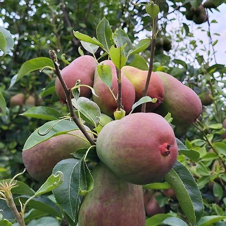 Mo Gardsferie-Pers Frukthage Villa Øystese Dış mekan fotoğraf